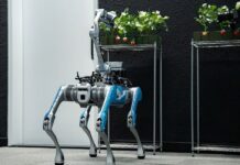 Robot do zbioru truskawek opracowany w Emiratach