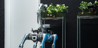 Robot do zbioru truskawek opracowany w Emiratach