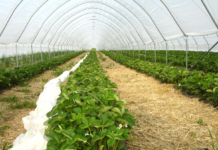 Rodzaje tuneli foliowych – który model będzie najlepszy dla Twoich upraw?