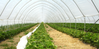 Rodzaje tuneli foliowych – który model będzie najlepszy dla Twoich upraw?