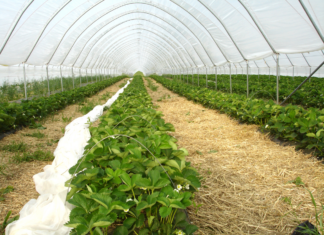 Rodzaje tuneli foliowych – który model będzie najlepszy dla Twoich upraw?