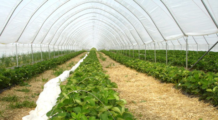 Rodzaje tuneli foliowych – który model będzie najlepszy dla Twoich upraw?