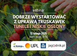 Dobry start w uprawie truskawek – zapraszamy na webinar!