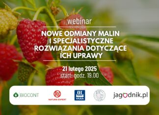 Nowe odmiany malin i specjalistyczne rozwiązania dotyczące ich uprawy – zapraszamy na webinar!