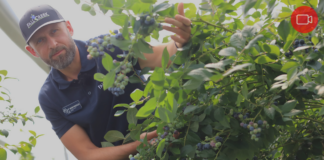 Czy te odmiany borówki podbiją polskie plantacje?