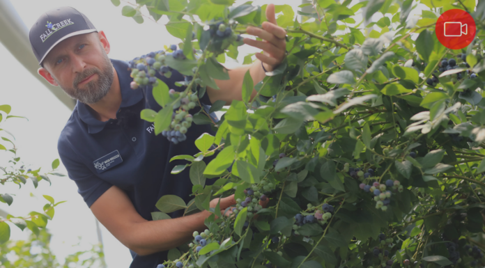 Czy te odmiany borówki podbiją polskie plantacje?