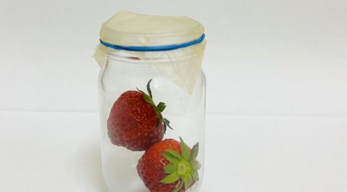 Biodegradowalne opakowania – rewolucja w przechowywaniu truskawek i malin?