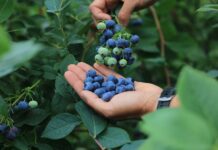 Te państwa mogą zmienić eksport borówek. Nowi gracze w natarciu eksport borówek, borówki, borówka amerykańska
