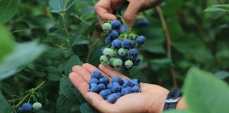 Te państwa mogą zmienić eksport borówek. Nowi gracze w natarciu eksport borówek, borówki, borówka amerykańska