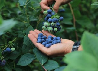 Te państwa mogą zmienić eksport borówek. Nowi gracze w natarciu eksport borówek, borówki, borówka amerykańska