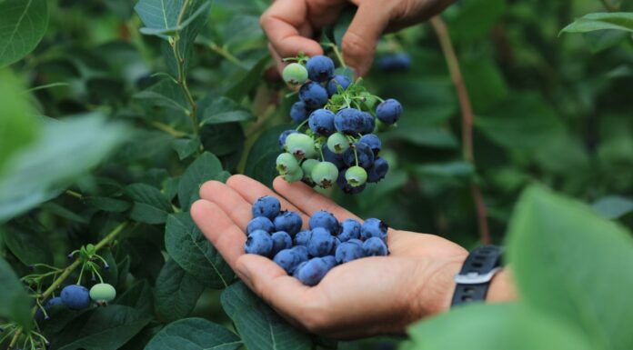 Te państwa mogą zmienić eksport borówek. Nowi gracze w natarciu eksport borówek, borówki, borówka amerykańska