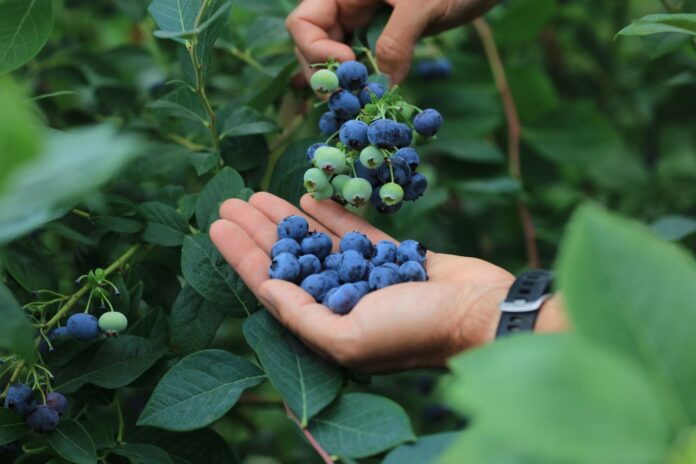 eksport borówek, borówki, borówka amerykańska