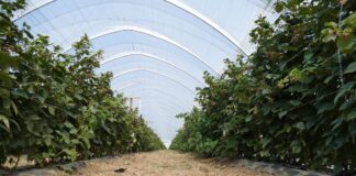 Biologiczne metody ochrony w uprawie maliny