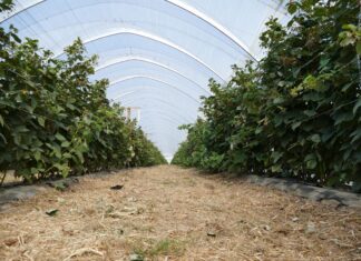 Biologiczne metody ochrony w uprawie maliny