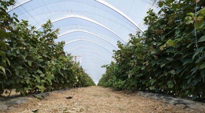 Biologiczne metody ochrony w uprawie maliny