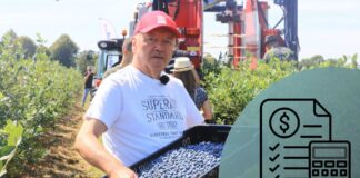 Plantatorzy borówki muszą liczyć koszty. To podstawa każdego biznesu