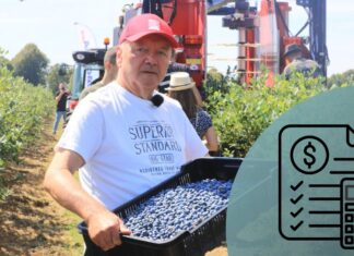Plantatorzy borówki muszą liczyć koszty. To podstawa każdego biznesu