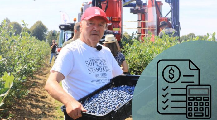 Plantatorzy borówki muszą liczyć koszty. To podstawa każdego biznesu