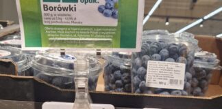 Niskie temperatury opóźniają szczyt zbiorów marokańskich borówek