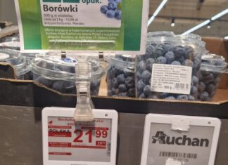 Niskie temperatury opóźniają szczyt zbiorów marokańskich borówek