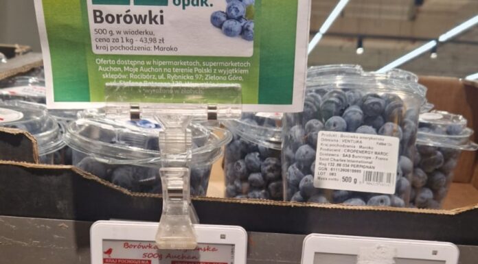 Niskie temperatury opóźniają szczyt zbiorów marokańskich borówek