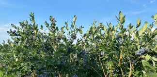 Praktyczne wskazówki z plantacji borówki odmiany 'Draper’