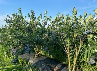 Praktyczne wskazówki z plantacji borówki odmiany 'Draper’