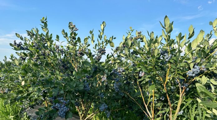 Praktyczne wskazówki z plantacji borówki odmiany 'Draper’