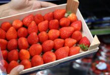 Rynek pragnie smacznych truskawek