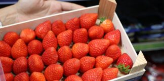 Rynek pragnie smacznych truskawek