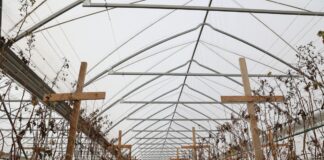 Dwa nowe modele tuneli do uprawy malin. Uwaga – sprawdzamy kondycję malin po lutowym mrozie!