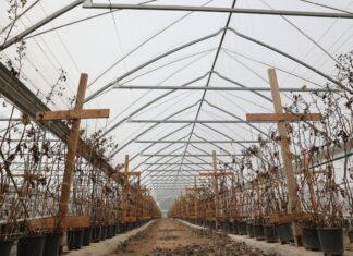 Dwa nowe modele tuneli do uprawy malin. Uwaga – sprawdzamy kondycję malin po lutowym mrozie!