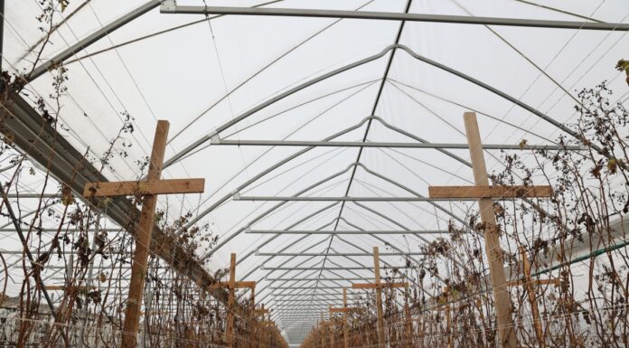 Dwa nowe modele tuneli do uprawy malin. Uwaga – sprawdzamy kondycję malin po lutowym mrozie!