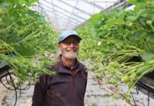 W uprawie truskawek warto testować różne rozwiązania