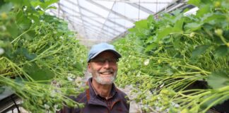 W uprawie truskawek warto testować różne rozwiązania