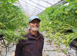 W uprawie truskawek warto testować różne rozwiązania