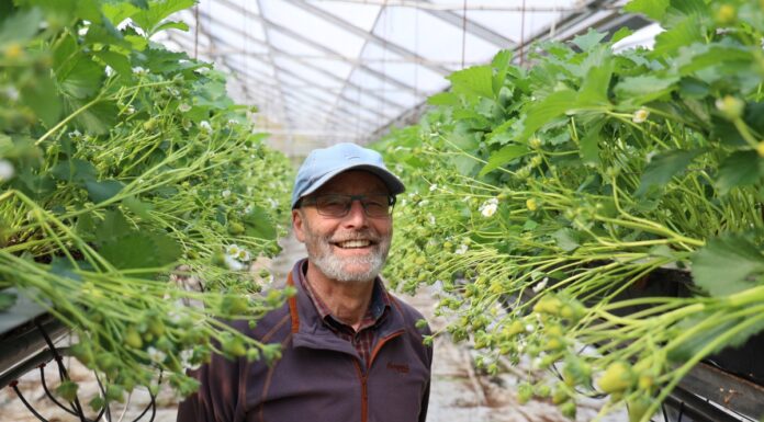 W uprawie truskawek warto testować różne rozwiązania