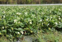Najniższy plon truskawek w Niemczech od 30 lat. Dynamiczny wzrost areału uprawy w tunelach
