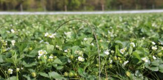 Najniższy plon truskawek w Niemczech od 30 lat. Dynamiczny wzrost areału uprawy w tunelach