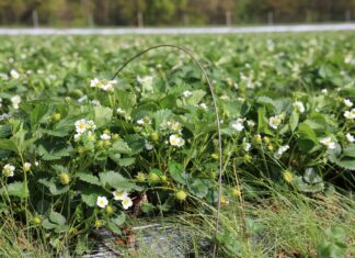 Najniższy plon truskawek w Niemczech od 30 lat. Dynamiczny wzrost areału uprawy w tunelach