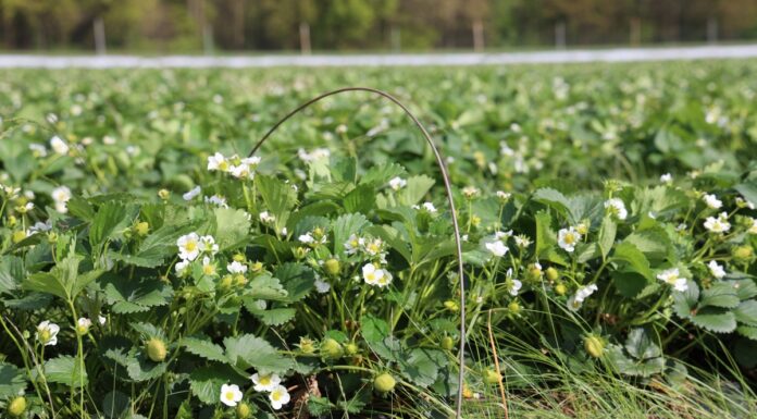 Najniższy plon truskawek w Niemczech od 30 lat. Dynamiczny wzrost areału uprawy w tunelach