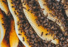 Zapraszamy na Pszczelarskie Czwartki!