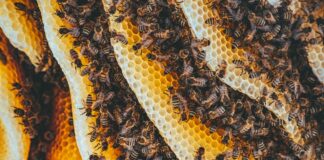 Zapraszamy na Pszczelarskie Czwartki!