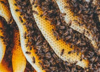 Zapraszamy na Pszczelarskie Czwartki!