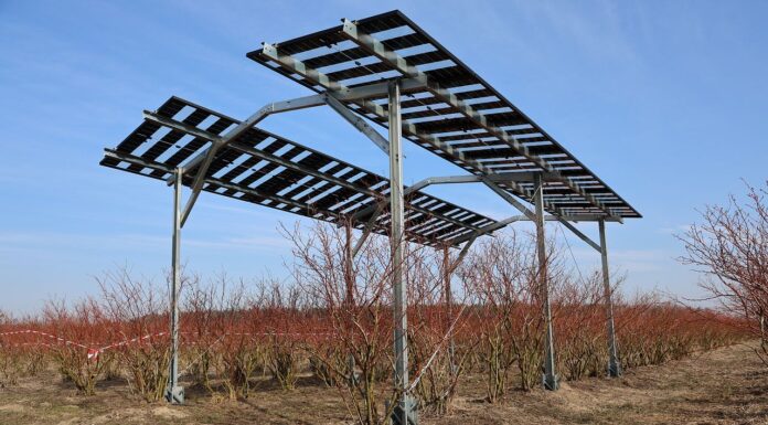 Agrowoltaika na plantacjach jagodowych