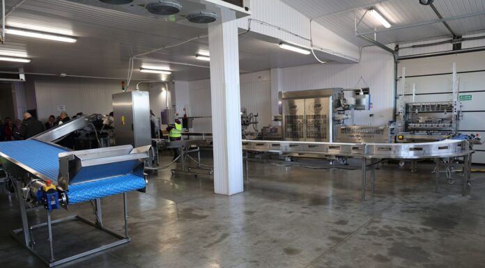 Precyzyjne sortowanie i naważanie borówek daje wiele korzyści