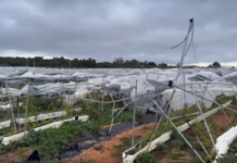 Zbiory truskawek w Hiszpanii pod znakiem ulew i tornad. Żywioł zniszczył ponad 300 ha osłon Ulewy w Hiszpanii, hiszpania, tornado, huelva, truskawki, zbiory