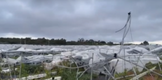 Zbiory truskawek w Hiszpanii pod znakiem ulew i tornad. Żywioł zniszczył ponad 300 ha osłon Ulewy w Hiszpanii, hiszpania, tornado, huelva, truskawki, zbiory