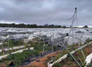 Zbiory truskawek w Hiszpanii pod znakiem ulew i tornad. Żywioł zniszczył ponad 300 ha osłon Ulewy w Hiszpanii, hiszpania, tornado, huelva, truskawki, zbiory