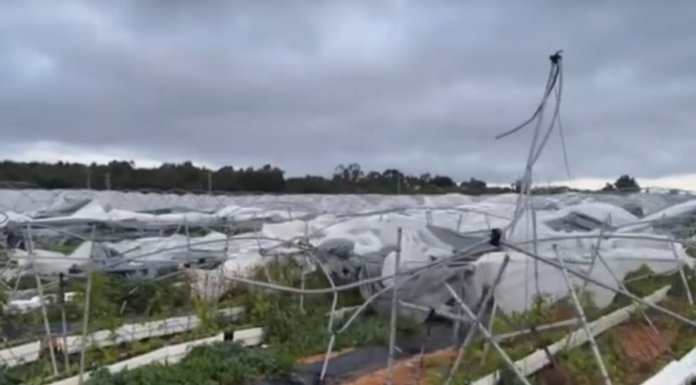 Zbiory truskawek w Hiszpanii pod znakiem ulew i tornad. Żywioł zniszczył ponad 300 ha osłon Ulewy w Hiszpanii, hiszpania, tornado, huelva, truskawki, zbiory